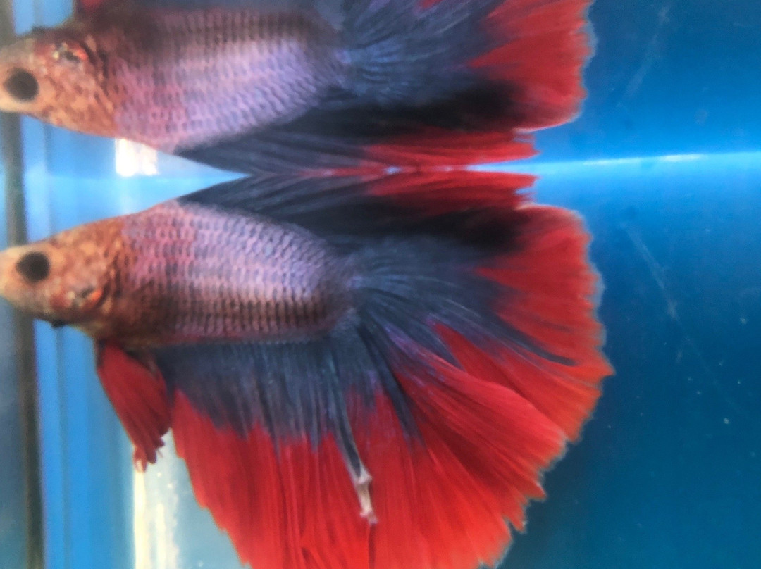 Siamese Fighting Fish Gallery-帕巴登必去景点