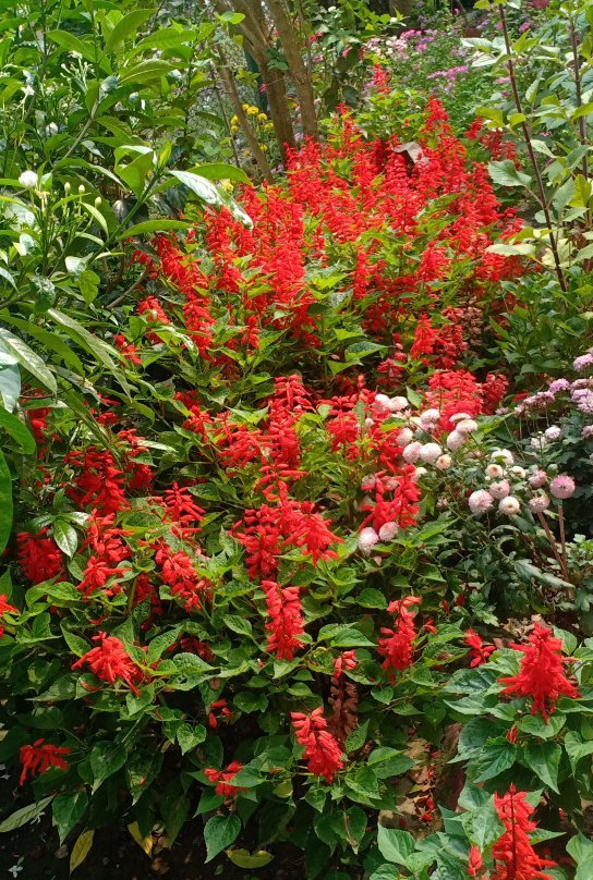 Pubali Homestay主图