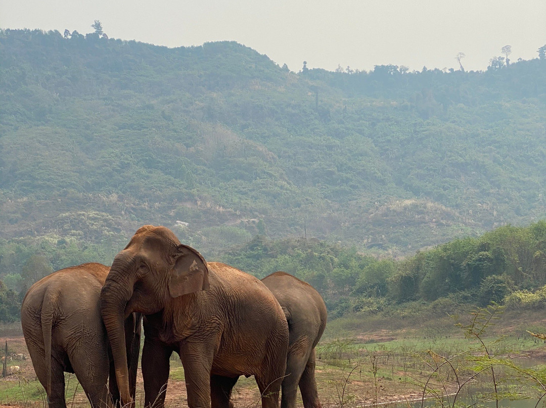 Vang Vieng Elephant Sanctuary-旺阳必去景点