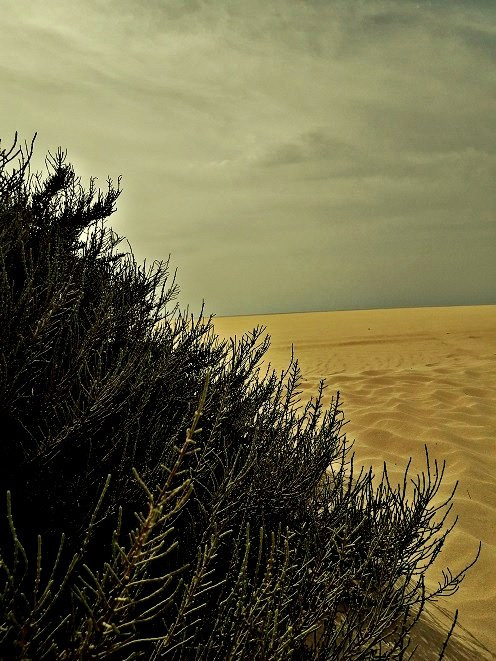 Praia de Santa Monica-博阿维斯塔必去景点