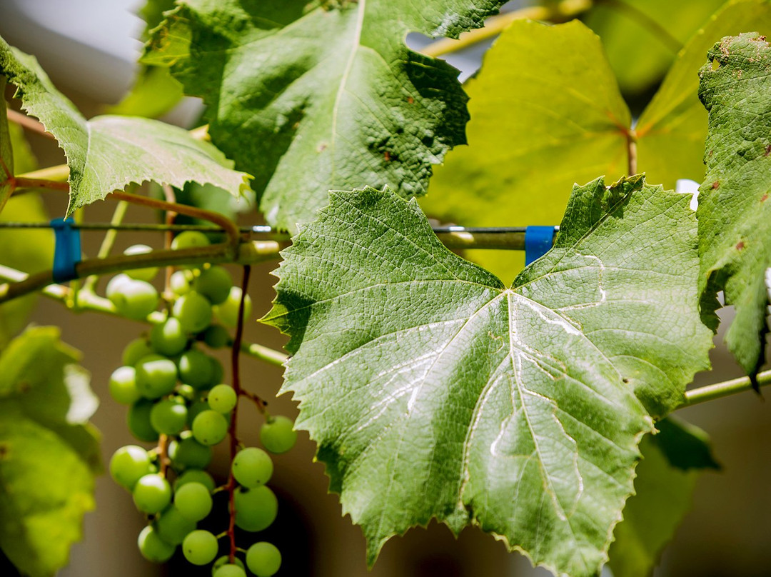 Nutwood Winery Tasting Room & Vineyard Cafe-拉格兰奇必去景点