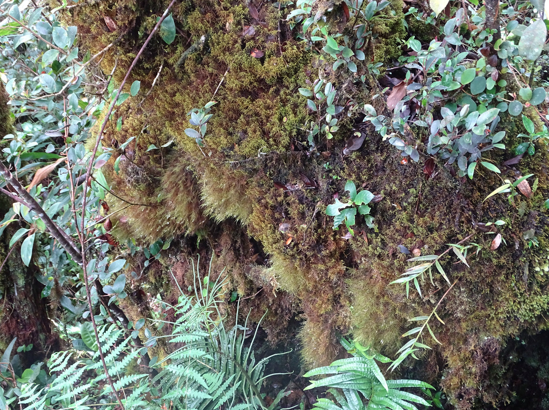 Gunung Brinchang-金马仑高原必去景点