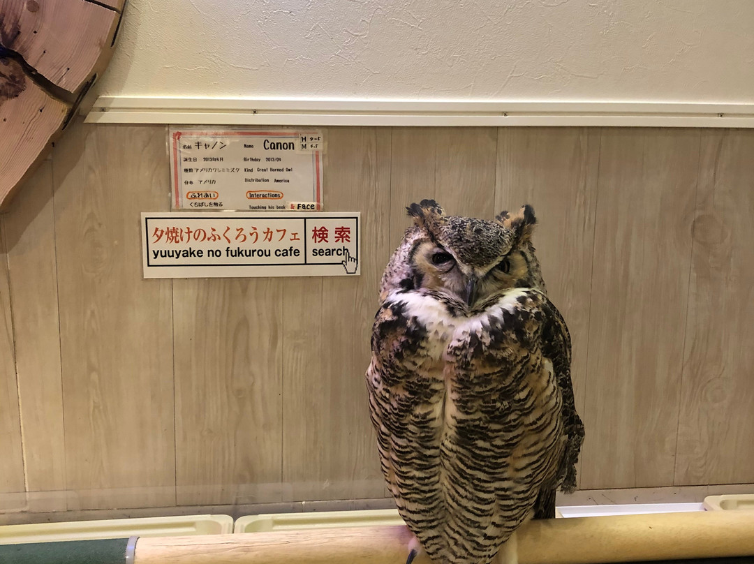 Sunset Owl Cafe-Sennichimae必去景点