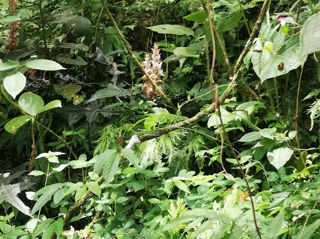 Amaranta Mariposario-佩雷拉必去景点
