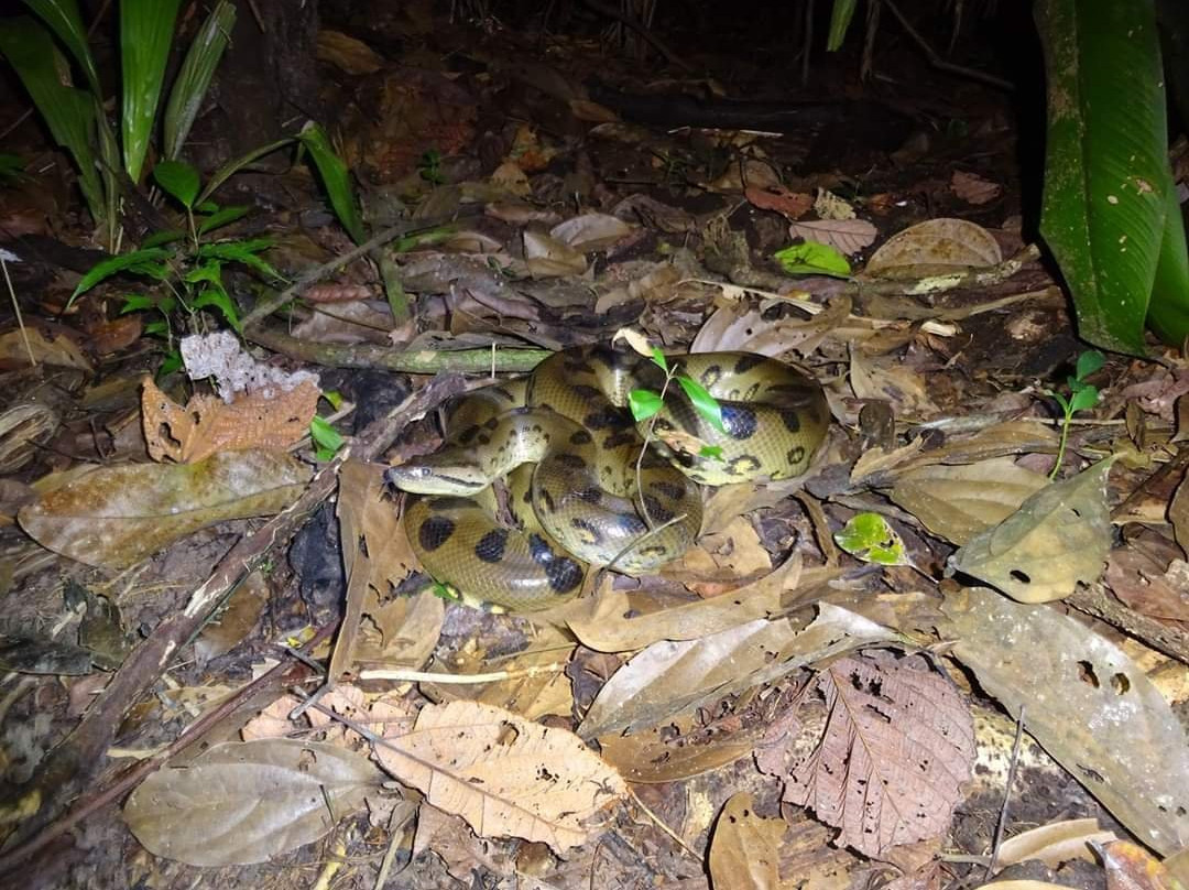 Samiria Expeditions-伊基托斯必去景点