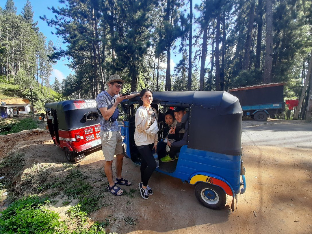 Pine Trees Homestay主图