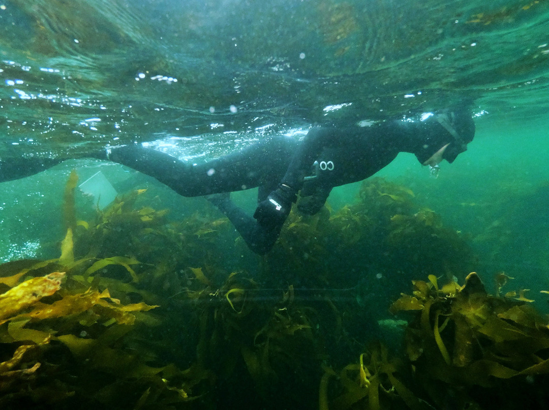 Cape RADD-开普敦必去景点