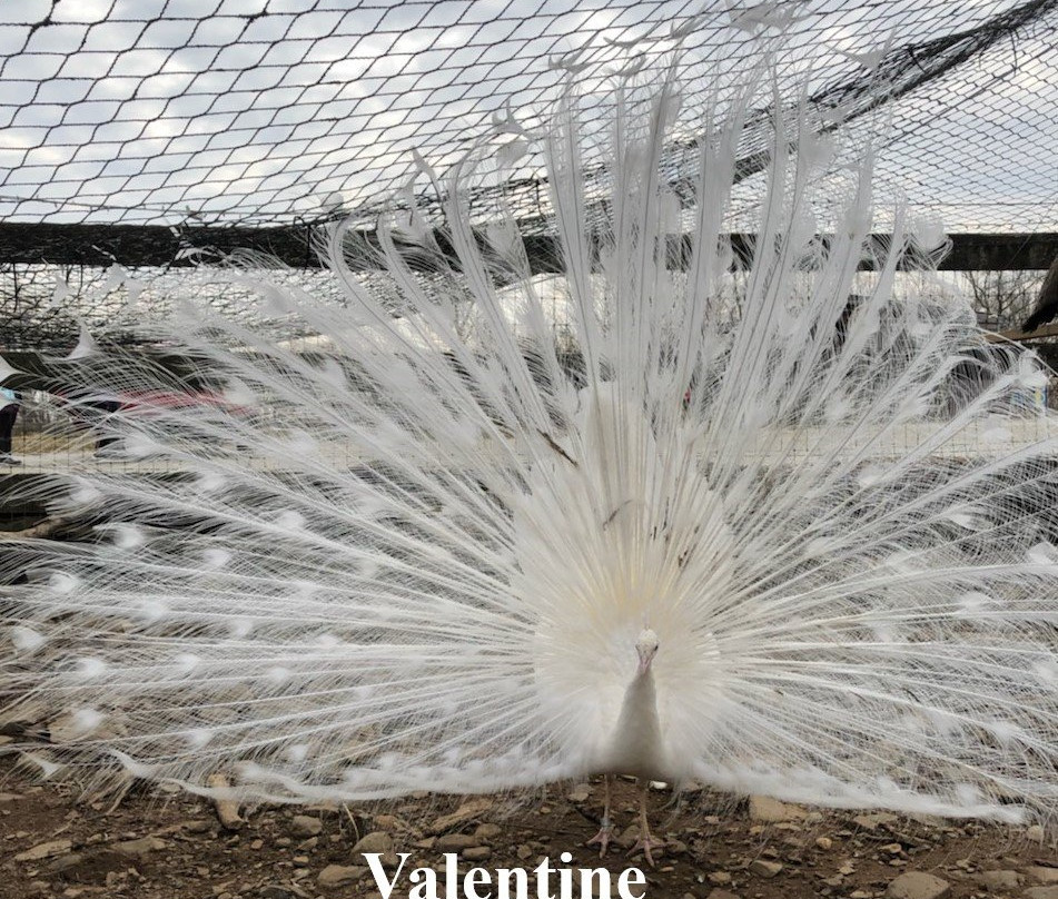 Ray of Light Farm-East Haddam必去景点