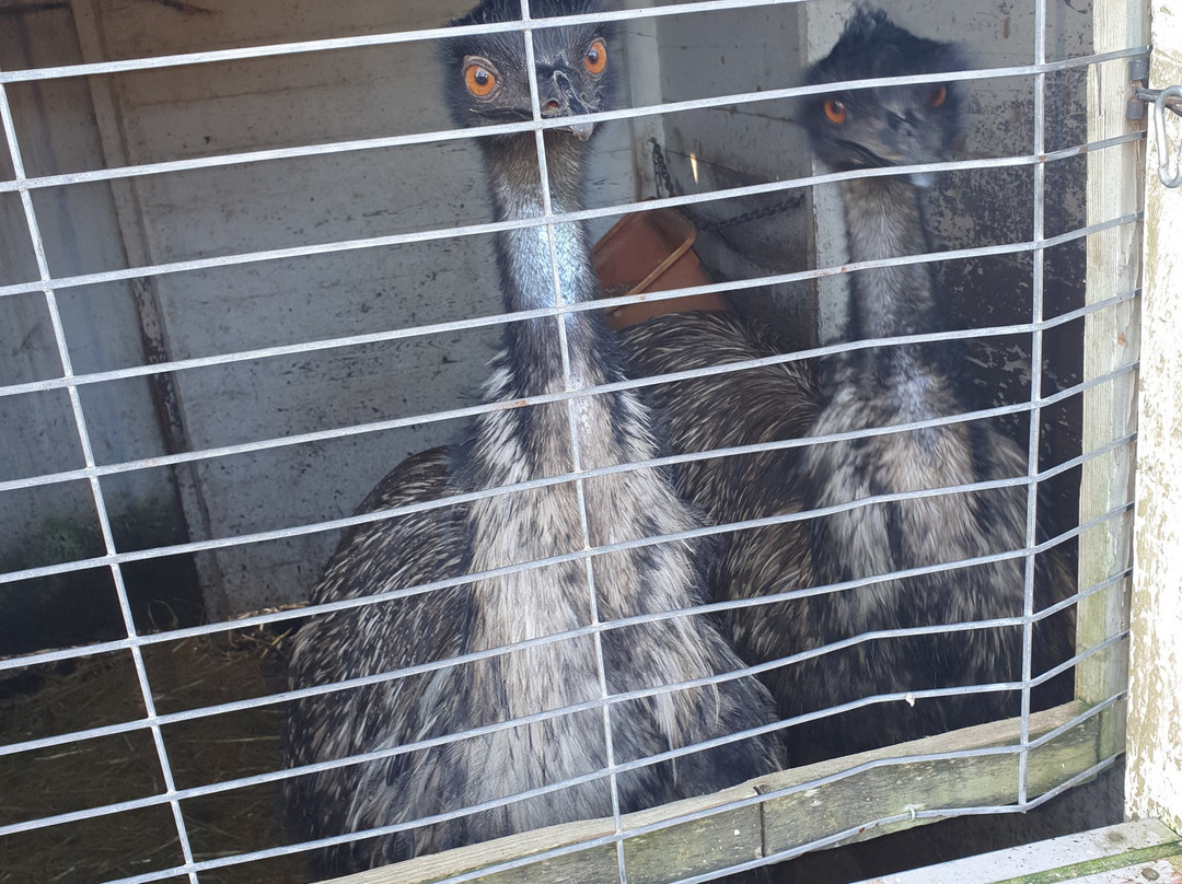 C & J's Animal Park景点图片