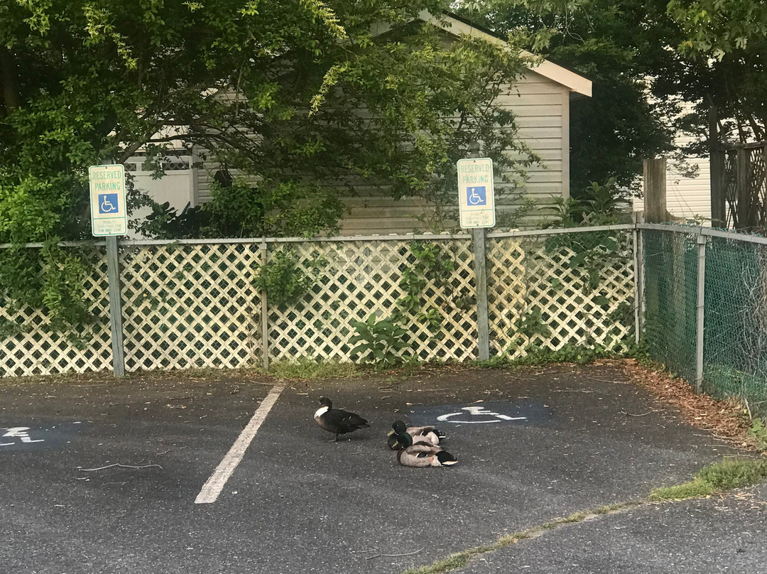 Channel Bass Inn And Restaurant主图