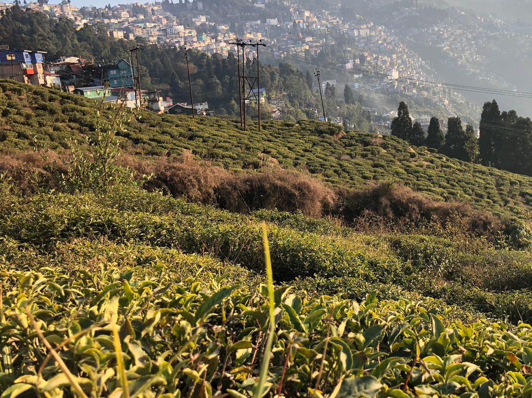 Tea Garden View-大吉岭必去景点