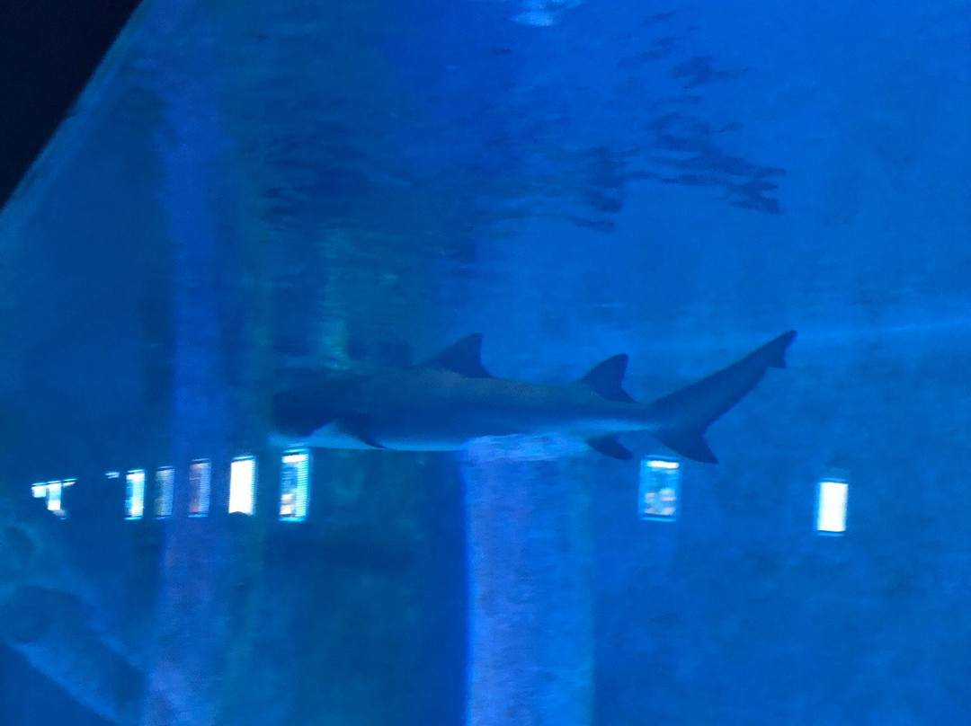 Isfahan Aquarium-Isfahan必去景点
