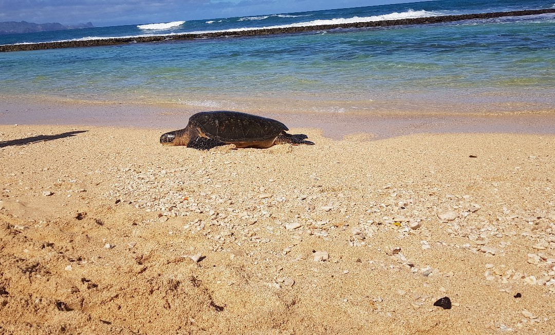 HA Baldwin Beach Park-芭雅必去景点
