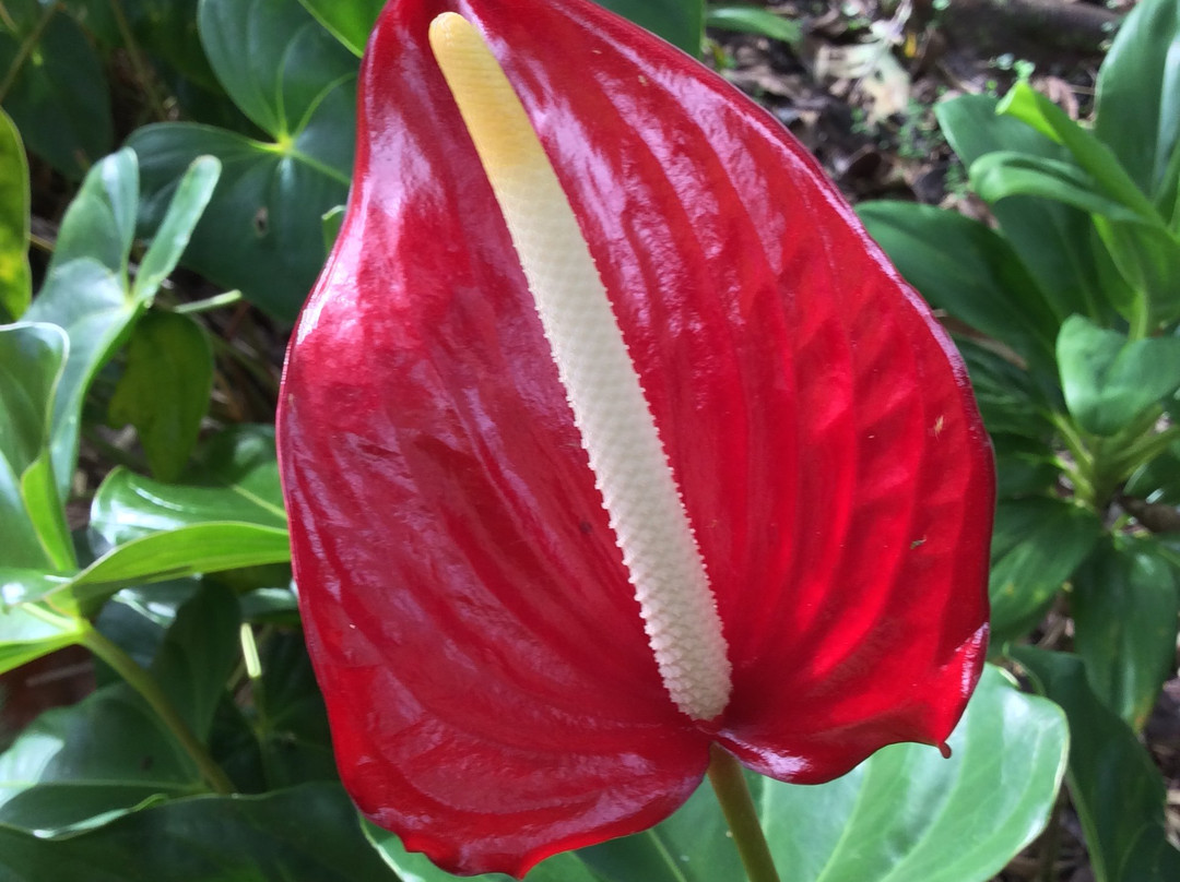 Kinoole Farmers Market-希洛必去景点