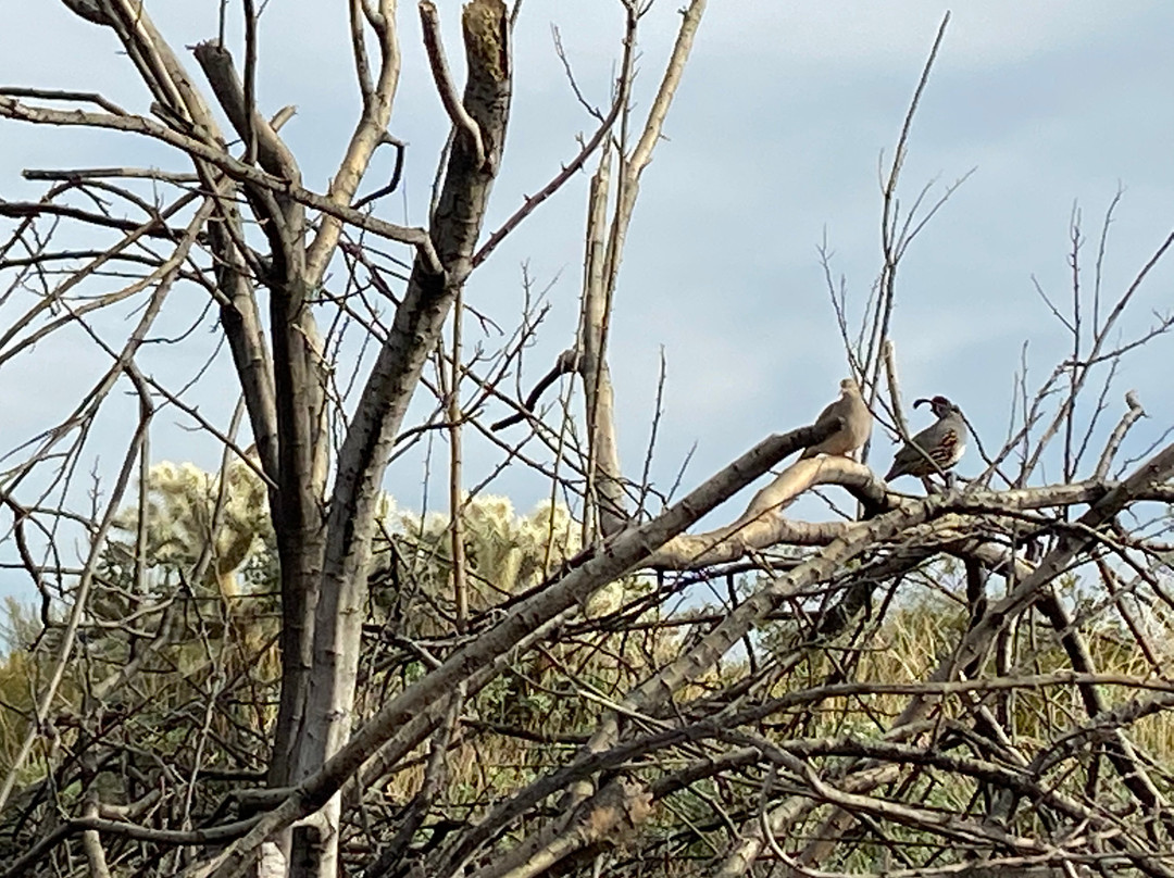 Veterans Oasis Park-钱德勒必去景点
