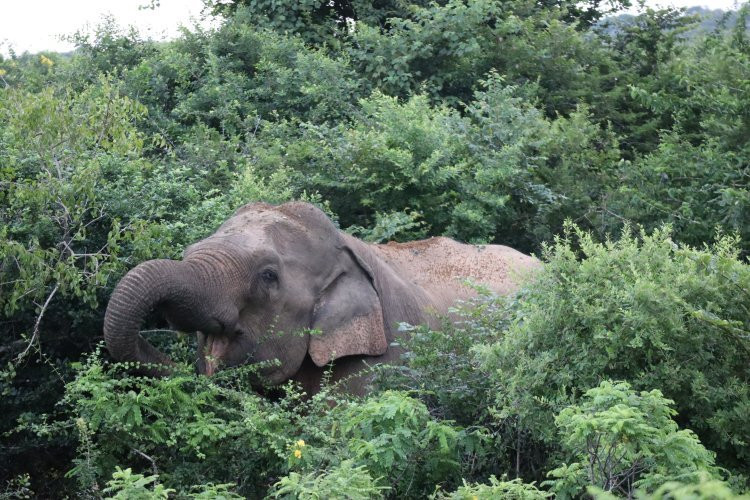 Earth Lanka tours-卡塔拉伽马必去景点