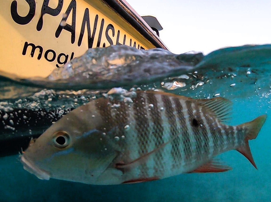Spanish Wells Bonefishing-哈勃岛必去景点