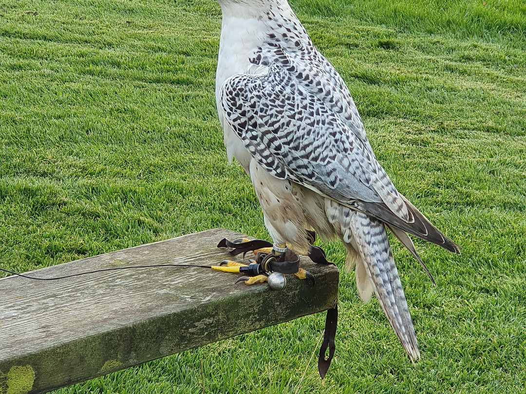 Lakeland Bird of Prey Centre景点图片
