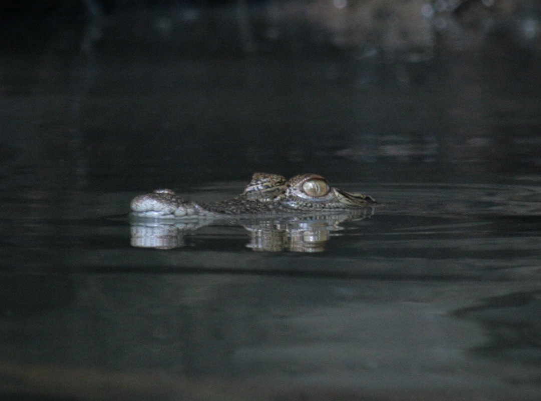 Sungai Kapur-拉哈达图必去景点
