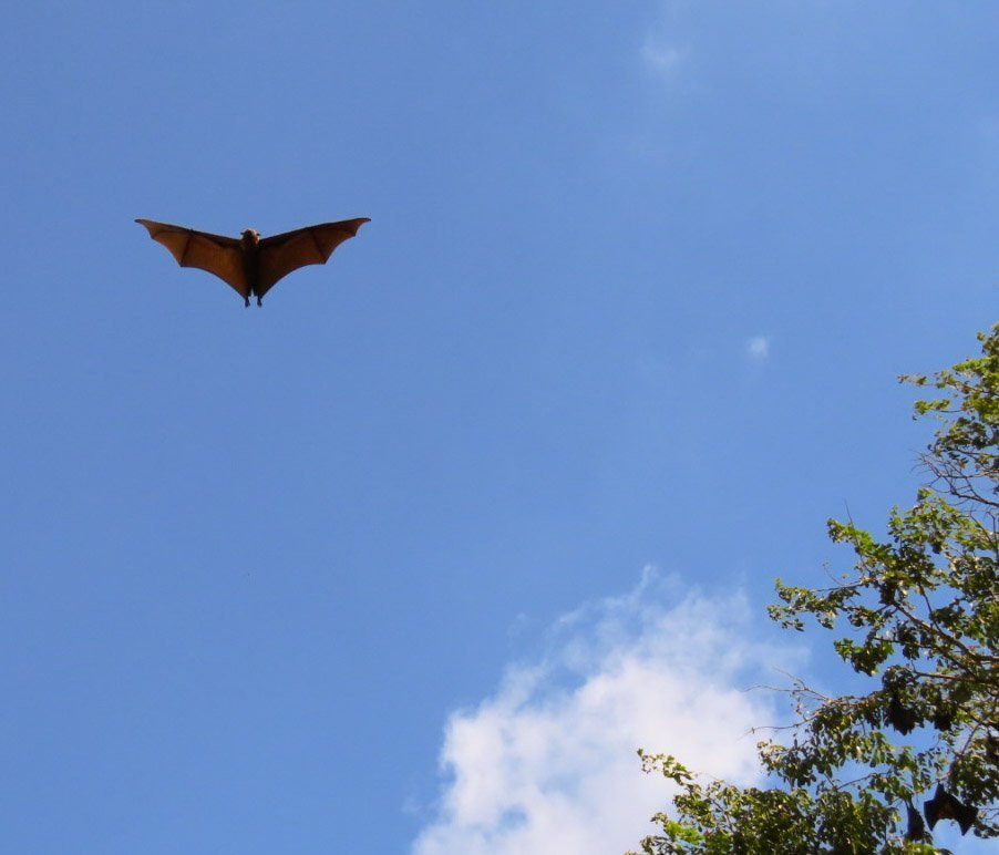 Wat Pho Bang Khla-北柳必去景点