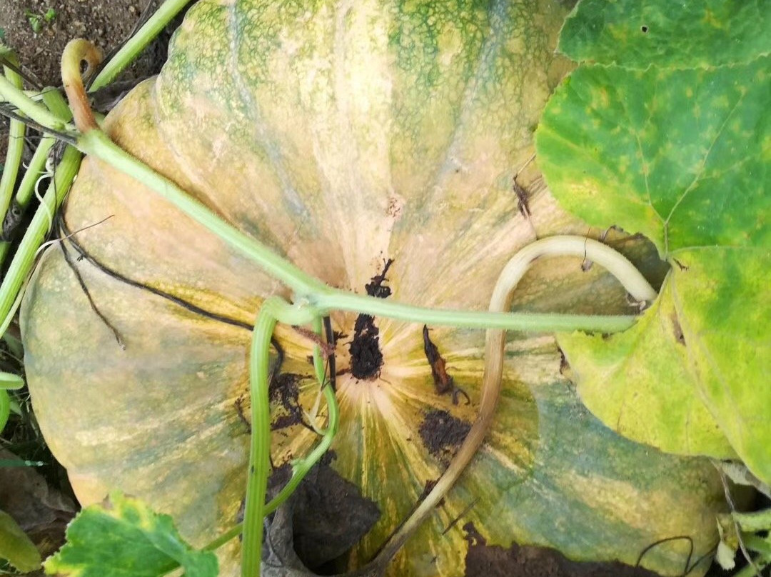 木兰清凉寨-武汉市必去景点