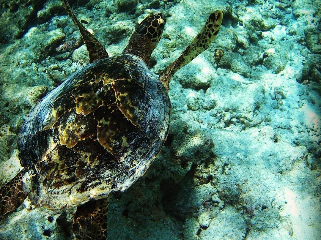 Aquatic Water Sports-Thulusdhoo Island必去景点