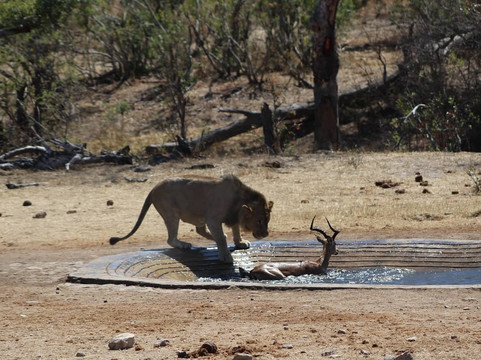 Muzi Safari Tours-雾观必去景点