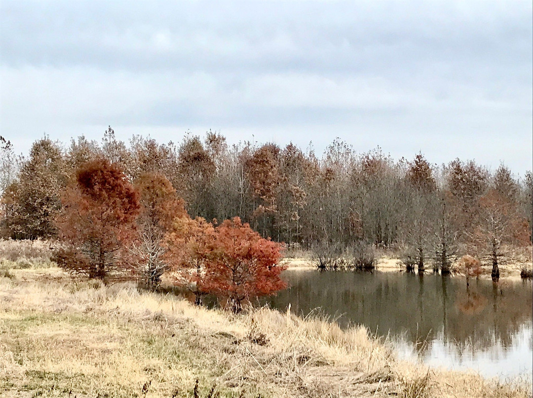 Henry N Barkhausen Cache River Wetlands Center-Cypress必去景点