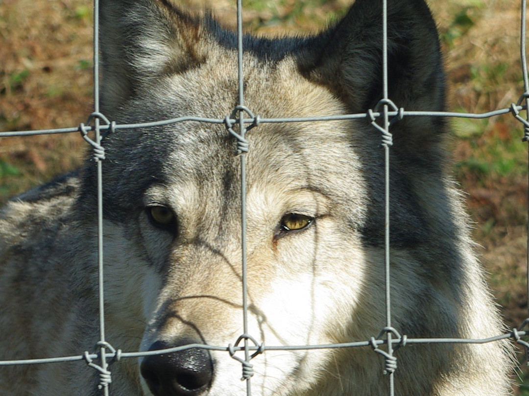 Wolf Sanctuary of PA-利蒂茨必去景点