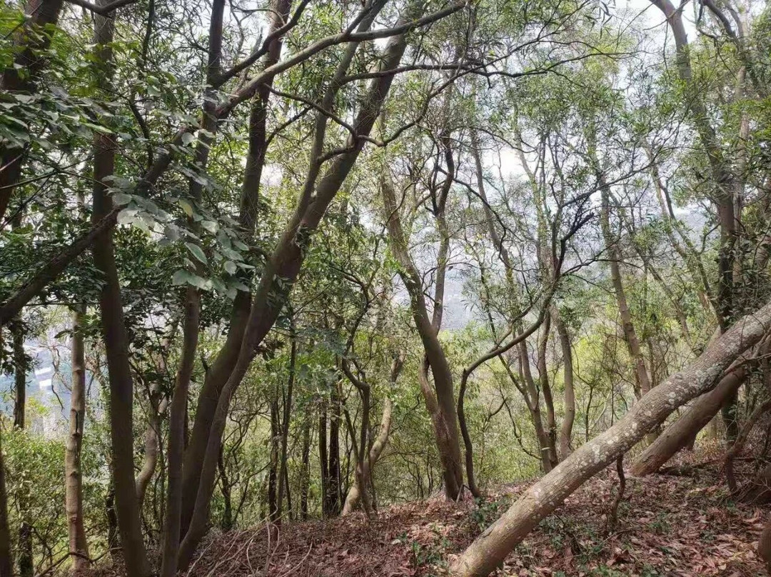 深圳南山公园-深圳市必去景点