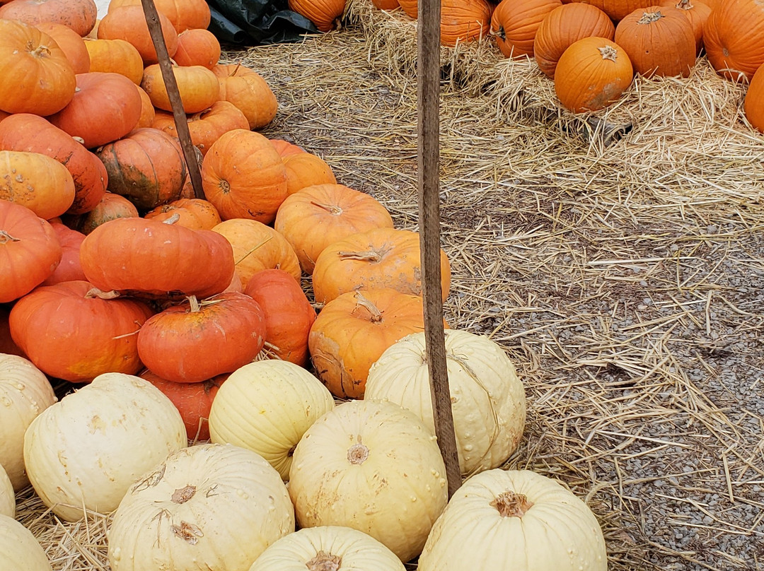 Harvest Moon Pumpkin Patch景点图片