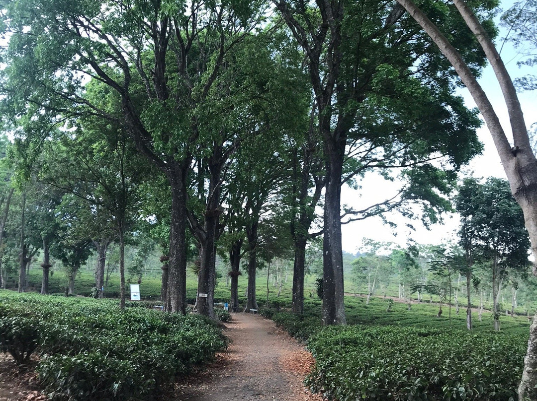 Kebun Teh Wonosari景点图片