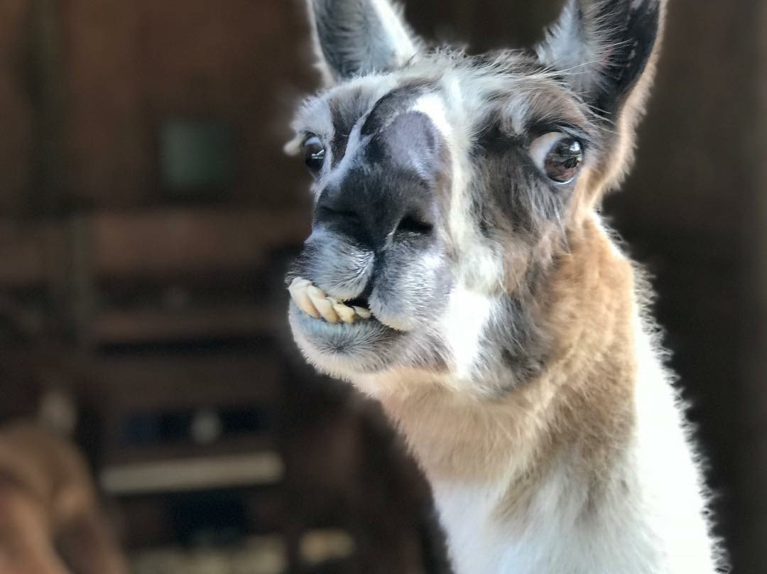 Carolina Pride Pastures-Pomaria必去景点