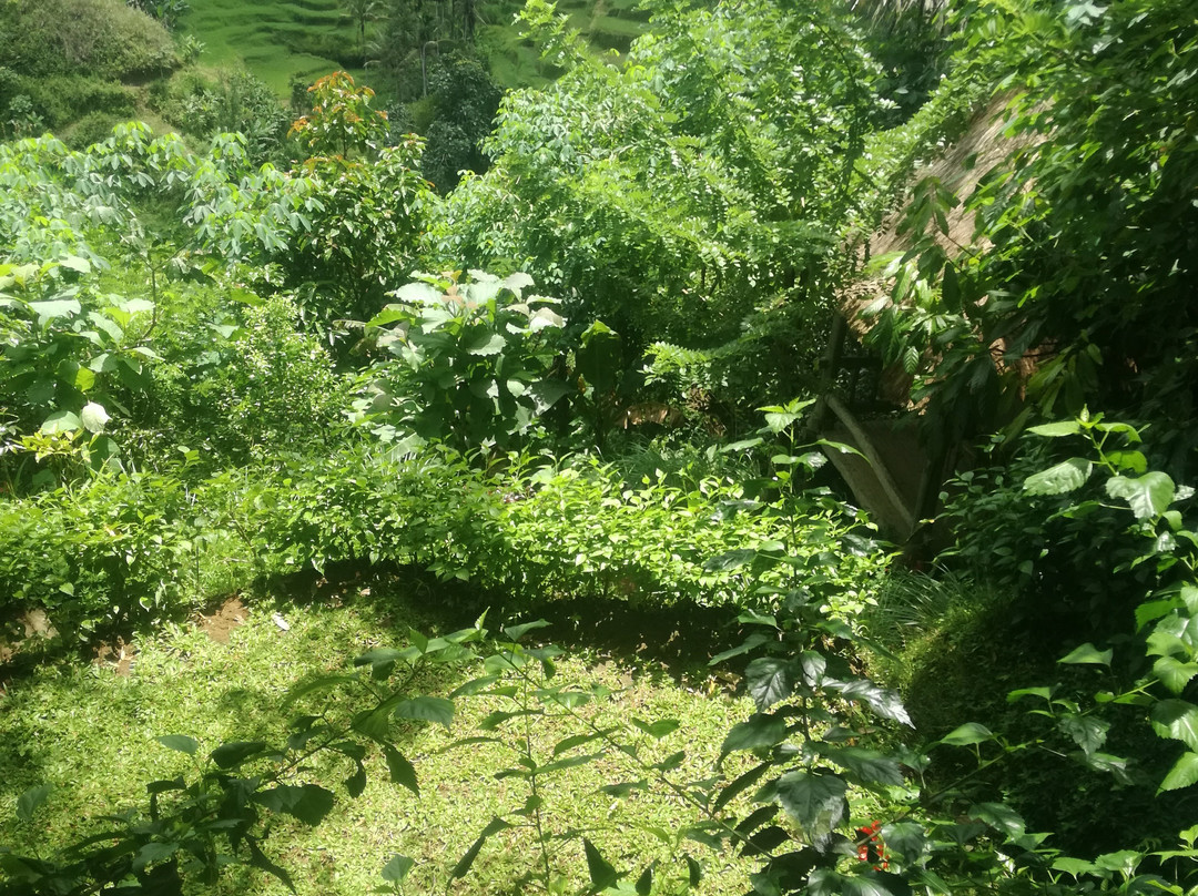 Bali Pulina Coffee Plantation景点图片