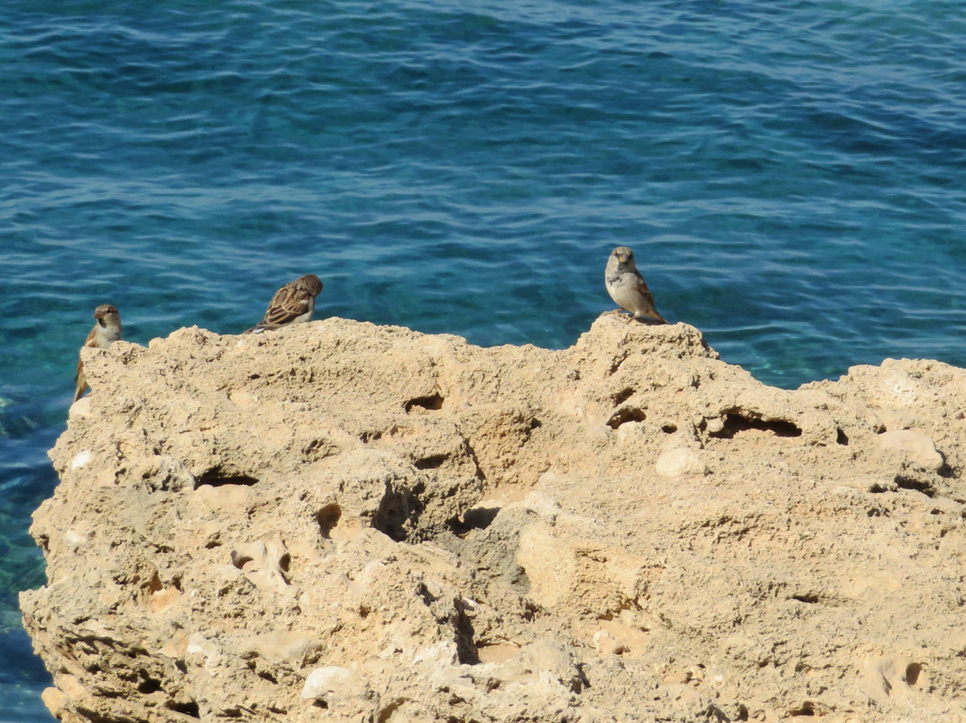 Malama Beach-帕拉林尼必去景点