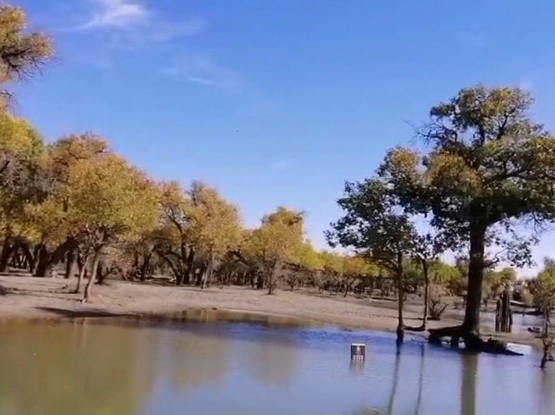 怪树林景点图片