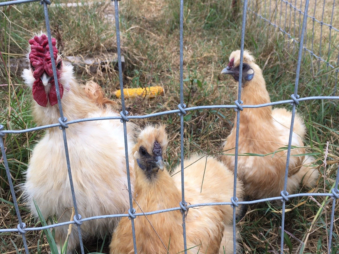Old McDonald's Farm-Sale Creek必去景点