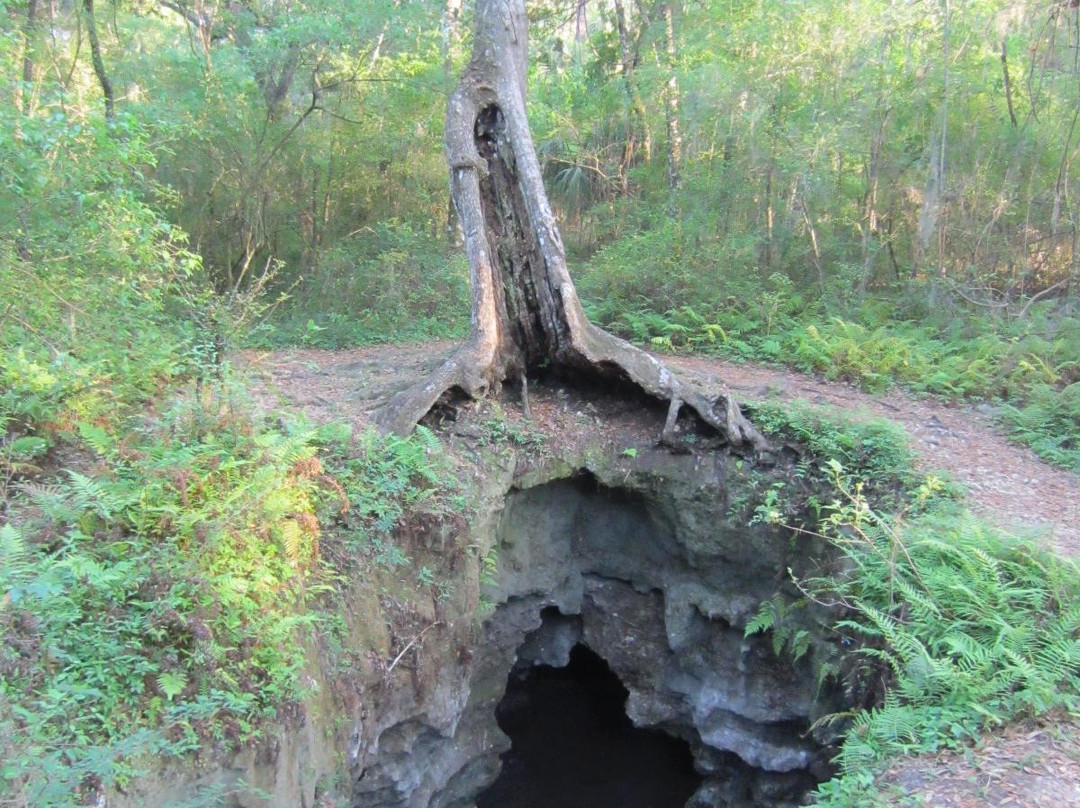 Withlacoochee State Forest景点图片