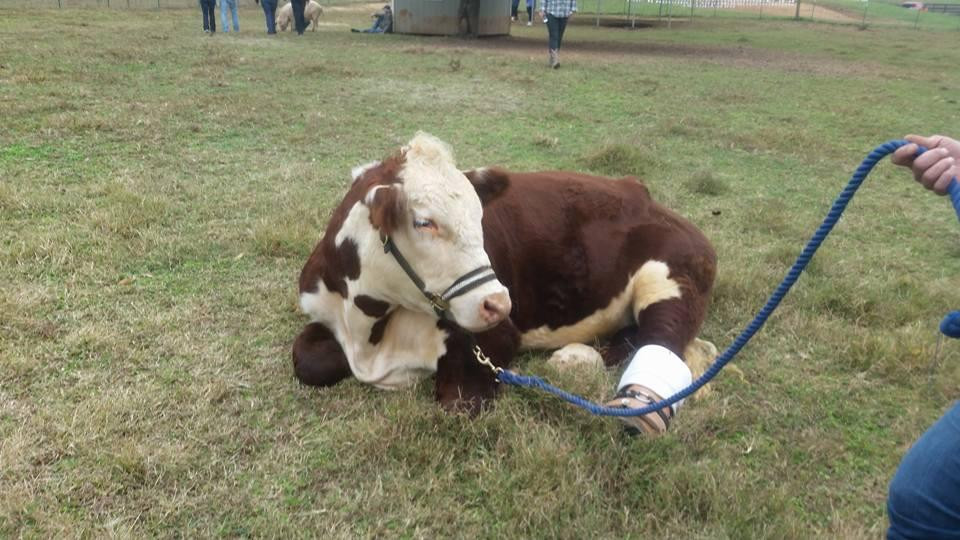 Gentle Barn-诺克斯维尔必去景点