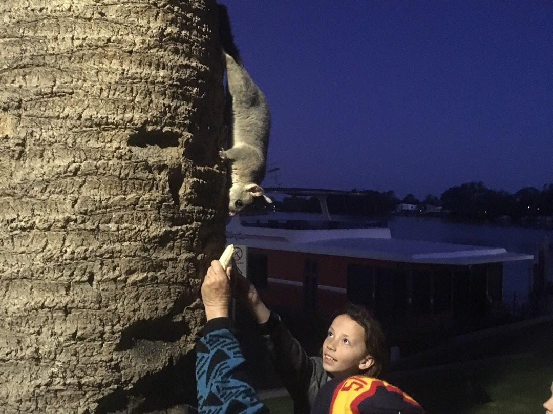 Possum Parade-Renmark必去景点
