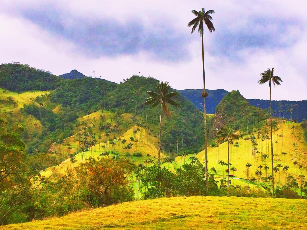 萨伦托旅游景点-Bosques de Cocora