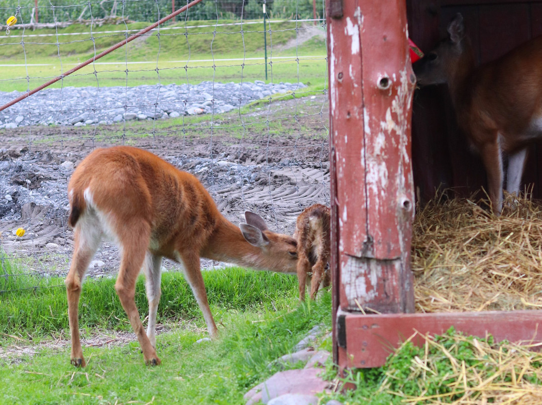 Alaska Wildlife Conservation Center景点图片