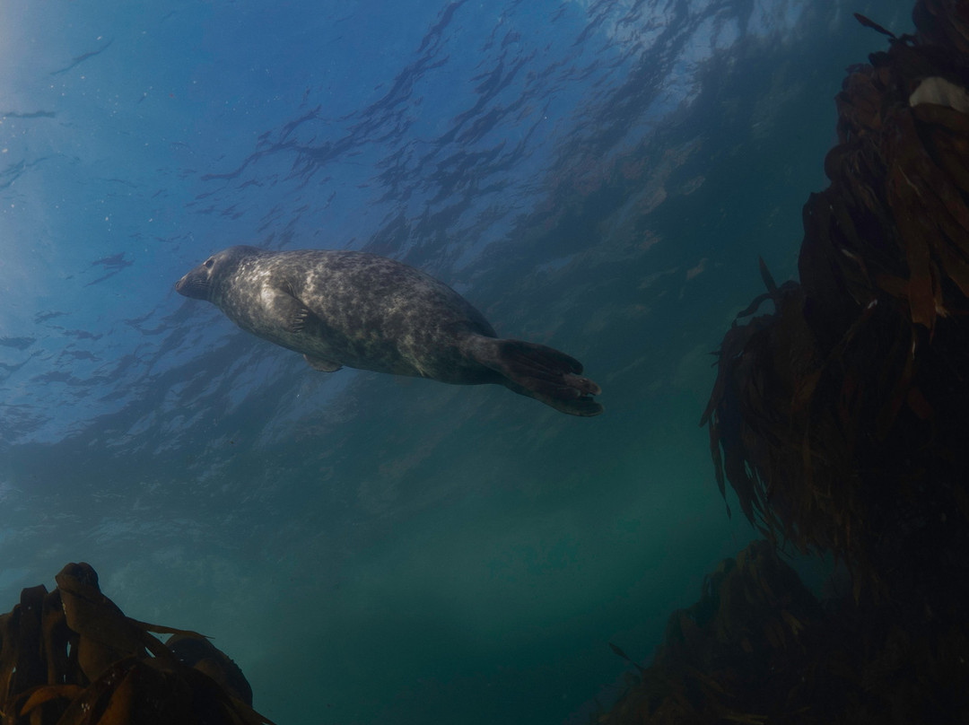 Isle of Man Diving Charters / Holidays-Port St. Mary必去景点
