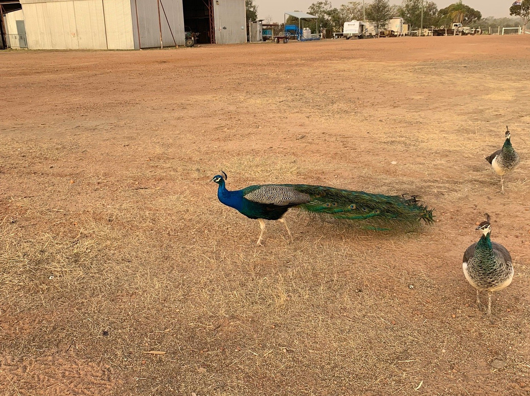 Ups N Downs Farm Stay主图