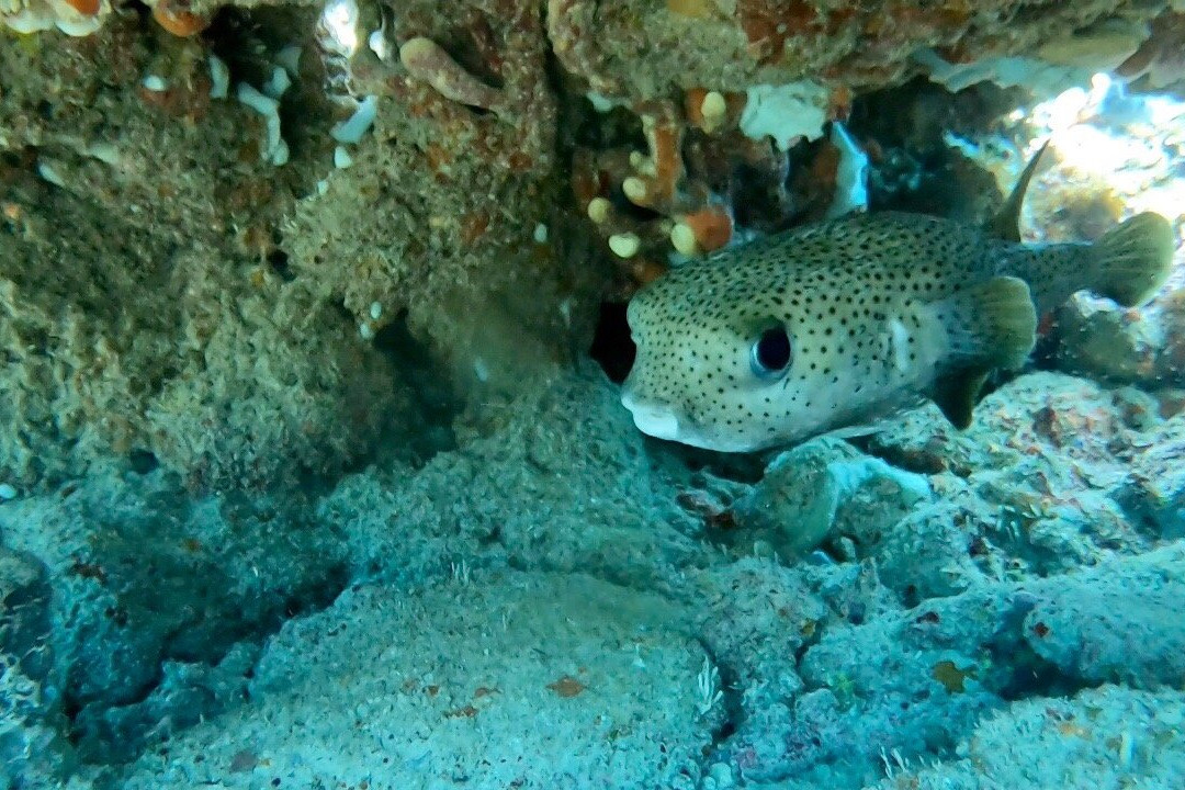 Bubble Lounge Diving-雷科必去景点