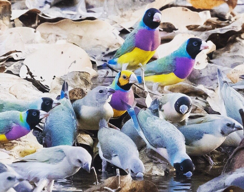 Tracks Birding & Photography Tours-达尔文市必去景点