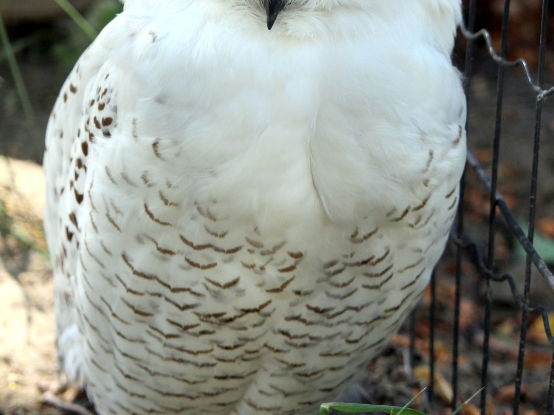 Zoo Hoyerswerda-Hoyerswerda必去景点