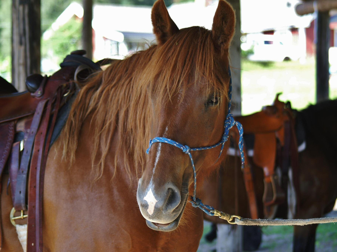 Fjällstallet Horsemanship