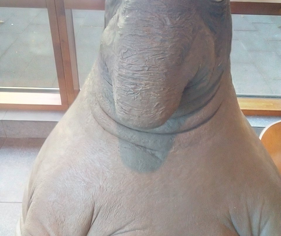 Homunculus Loxodontus景点图片