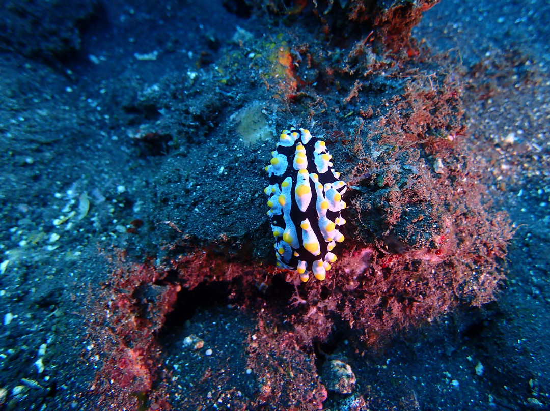 Suci Place-图兰本必去景点